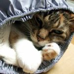 絶賛引きこもり