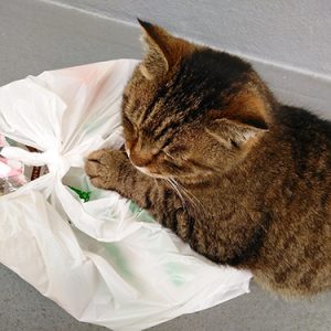 私じゃなくて袋に懐いてる 私じゃなくて袋に懐いてる