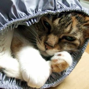 引っ越してからの唯一のデメリット? 引っ越してからの唯一のデメリット?