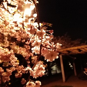 夜桜を見る 夜桜を見る